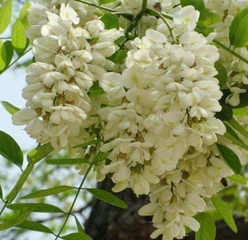 野生刺槐树种子钉槐刺儿槐食用槐花白洋槐花树多年生乔木蜜源