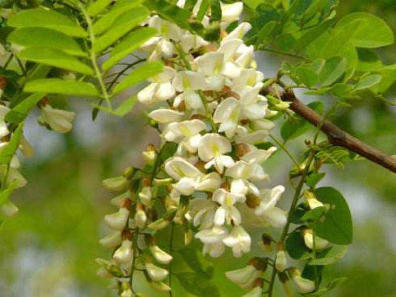 野生刺槐树种子钉槐刺儿槐食用槐花白洋槐花树多年生乔木蜜源