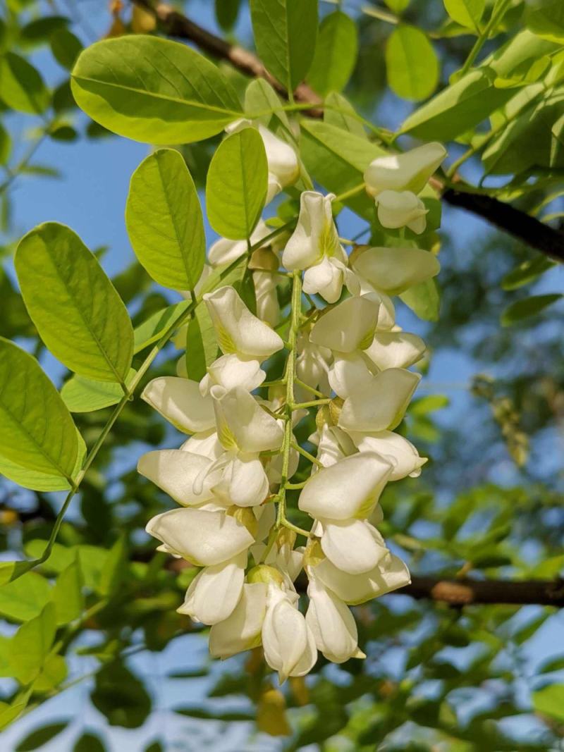 野生刺槐树种子钉槐刺儿槐食用槐花白洋槐花树多年生乔木蜜源