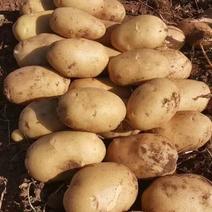 内蒙古黄心土豆一手货源全国发货对接市场商超