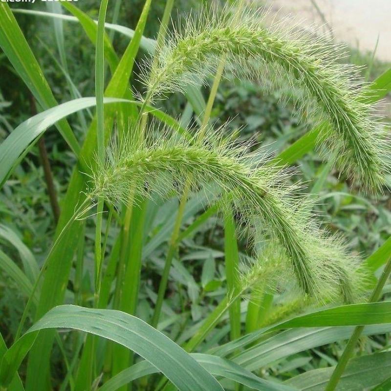 狗尾草种子，旱地牧草护坡绿化狗尾巴草，狼尾草种子绿化