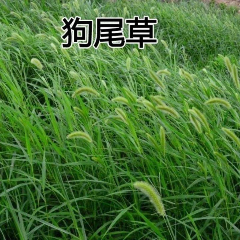 狗尾草种子，旱地牧草护坡绿化狗尾巴草，狼尾草种子绿化