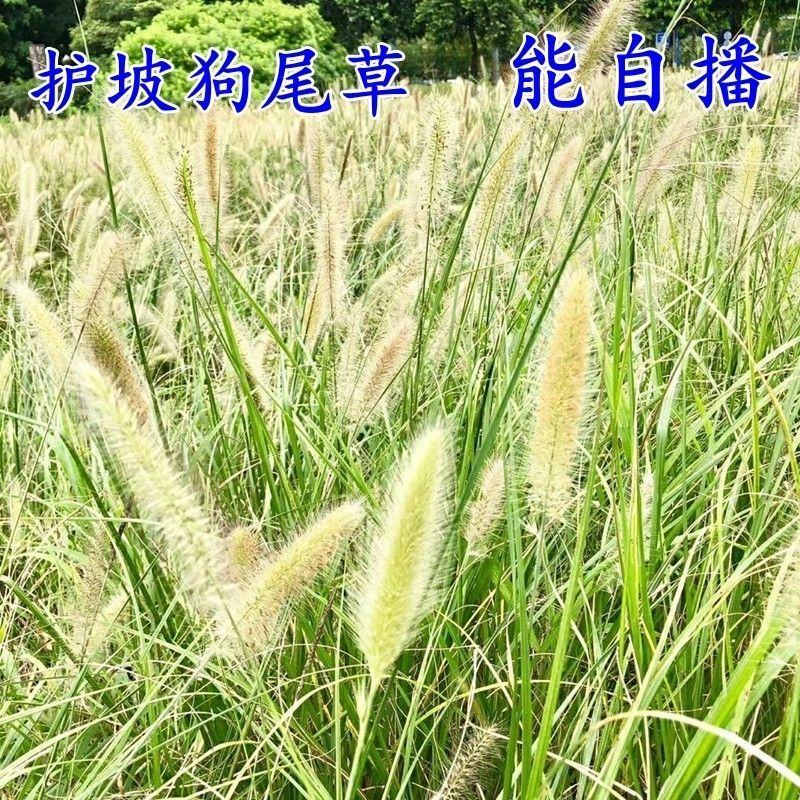 狗尾草种子，旱地牧草护坡绿化狗尾巴草，狼尾草种子绿化