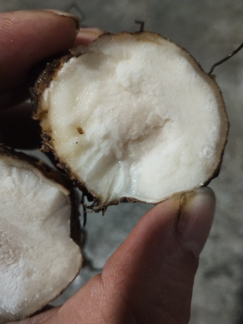 变色粉质土茯苓，发货地四川宜宾，纯野生货，欢迎进店选购