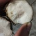 变色粉质土茯苓，发货地四川宜宾，纯野生货，欢迎进店选购