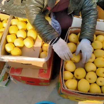精品铜川酥梨大量上市中！欢迎老板选购！