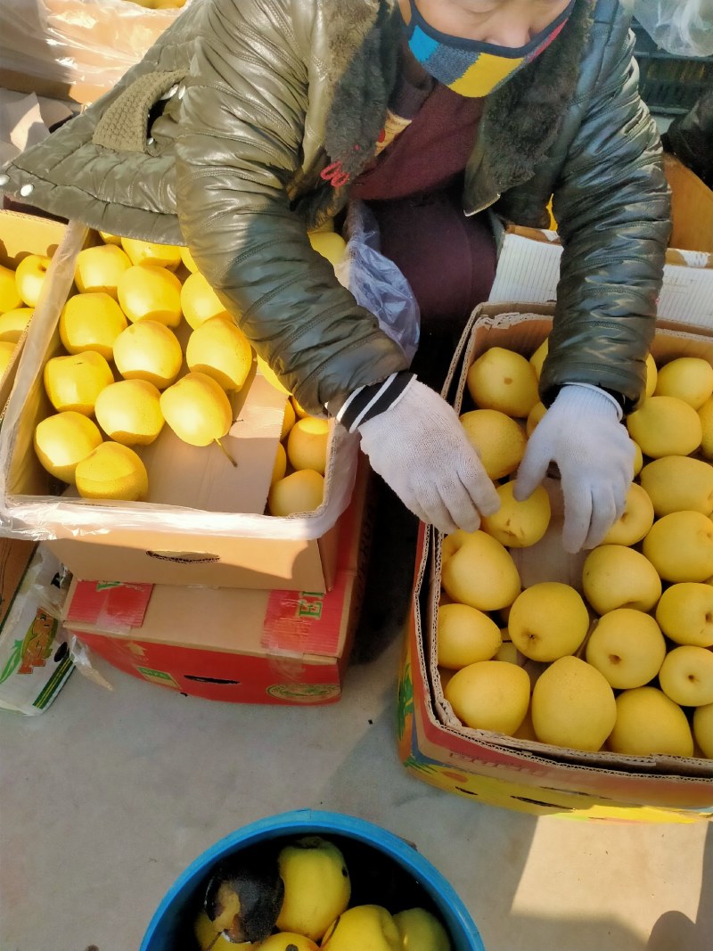 精品铜川酥梨大量上市中！欢迎老板选购！