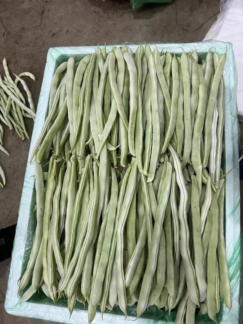 邯郸永年蔬菜批发市场四季豆产地大量有货