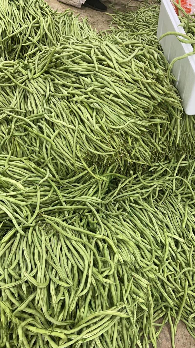 邯郸永年蔬菜批发市场四季豆产地大量有货