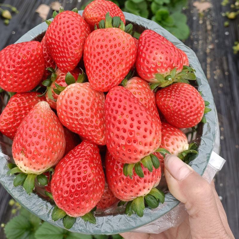 天仙醉草莓