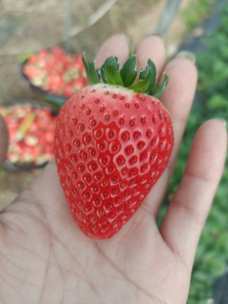 天仙醉草莓