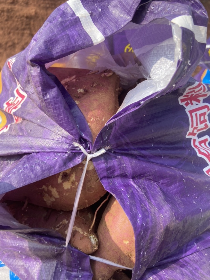 白心，徐薯19，粉厂直供