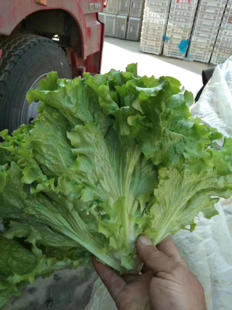 精品生菜，产地直发，质量保证，欢迎采购。