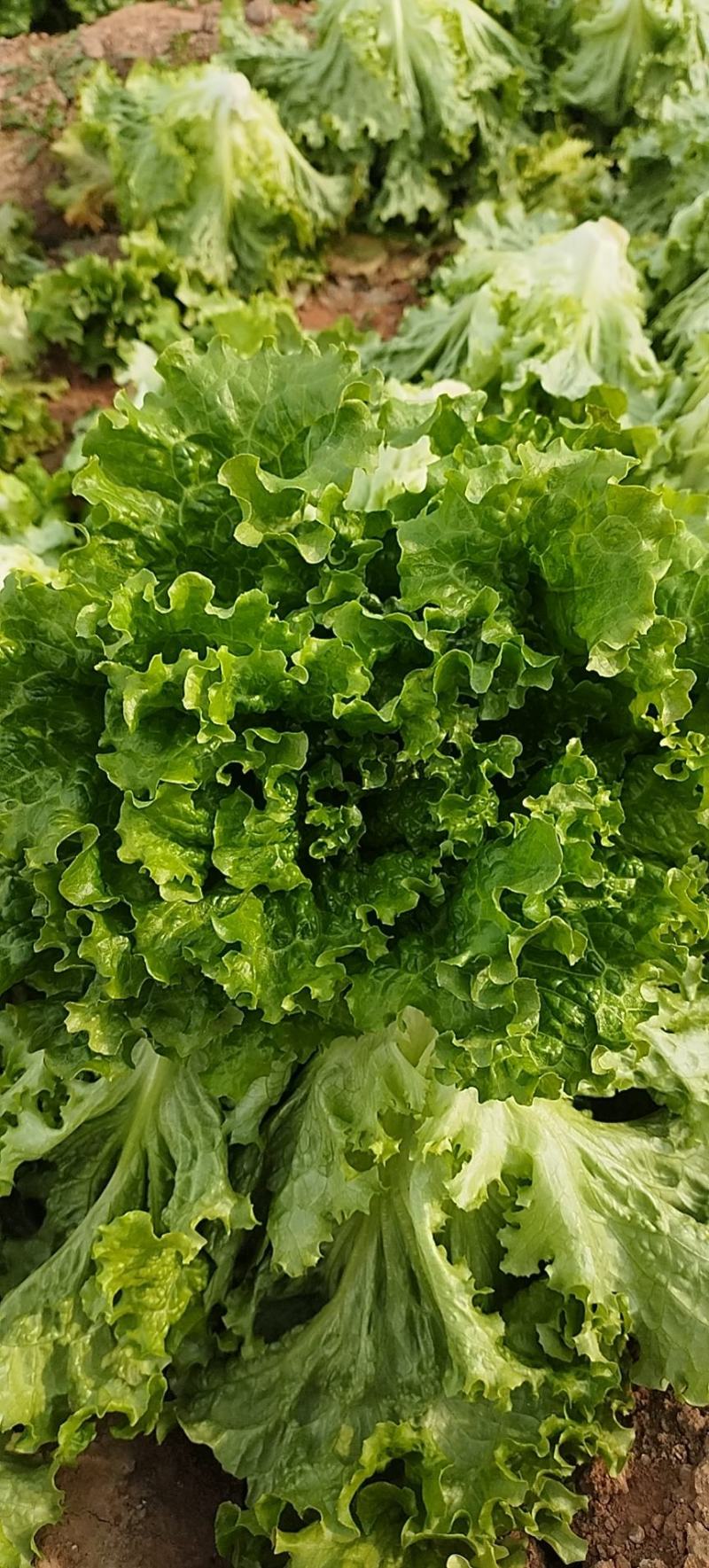 精品生菜，产地直发，质量保证，欢迎采购。