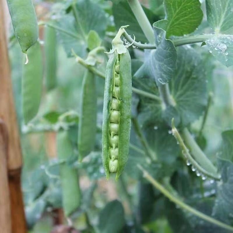 【新鲜豌豆荚】大量有货新鲜采摘颗粒饱满欢迎订购