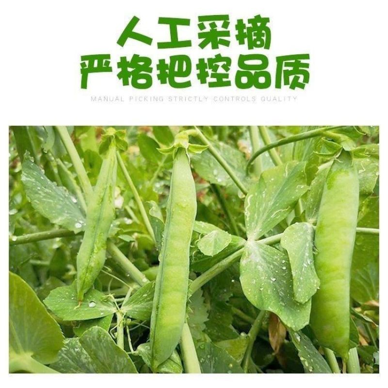 【新鲜豌豆荚】大量有货新鲜采摘颗粒饱满欢迎订购