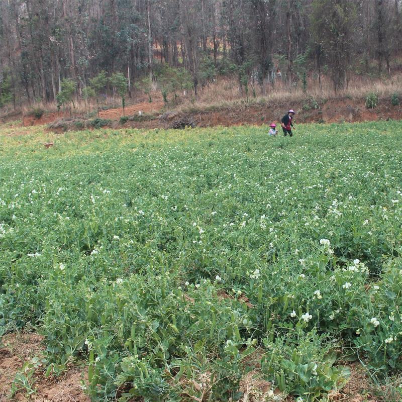 【新鲜豌豆荚】大量有货新鲜采摘颗粒饱满欢迎订购