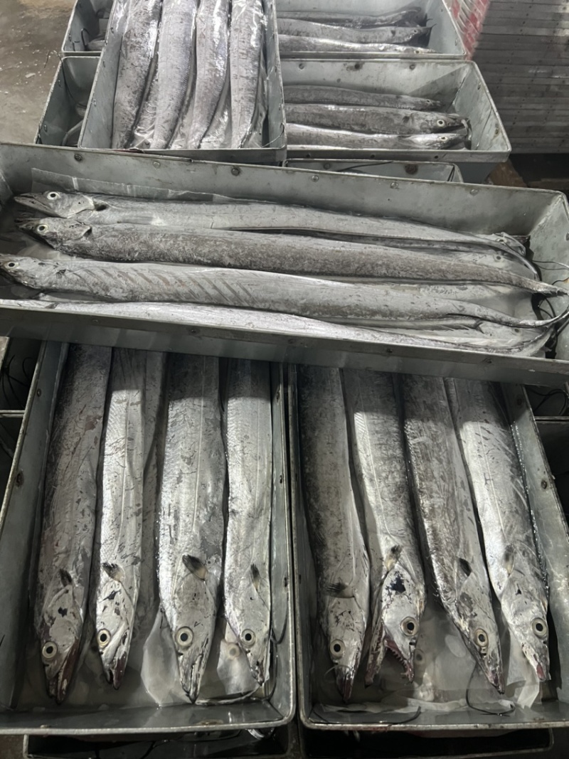 深海带鱼，脑袋小，白色眼圈，黑色眼珠肉质鲜嫩，