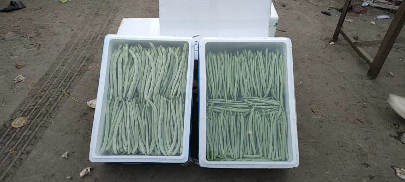 豆王精品货颜色新鲜有需要的联系我