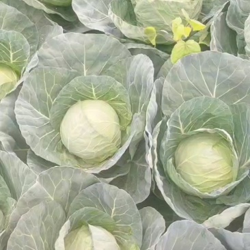 精品中甘甘蓝大量有货走市场，加工厂量大从优