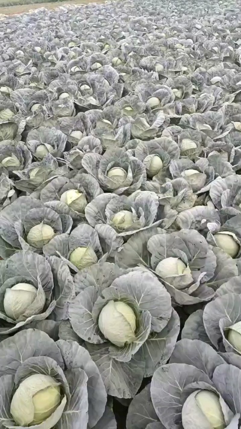 精品中甘甘蓝大量有货走市场，加工厂量大从优