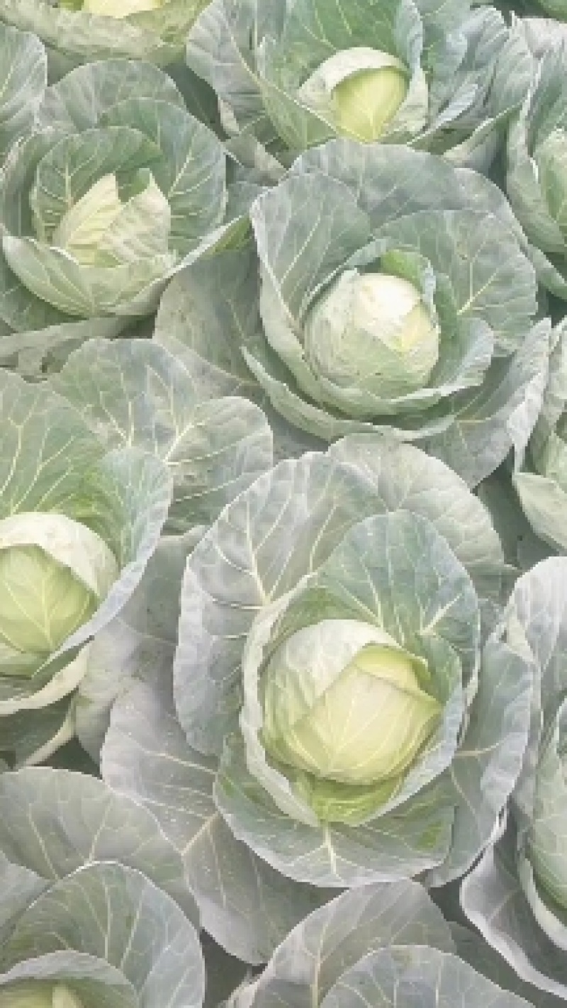 精品中甘甘蓝大量有货走市场，加工厂量大从优