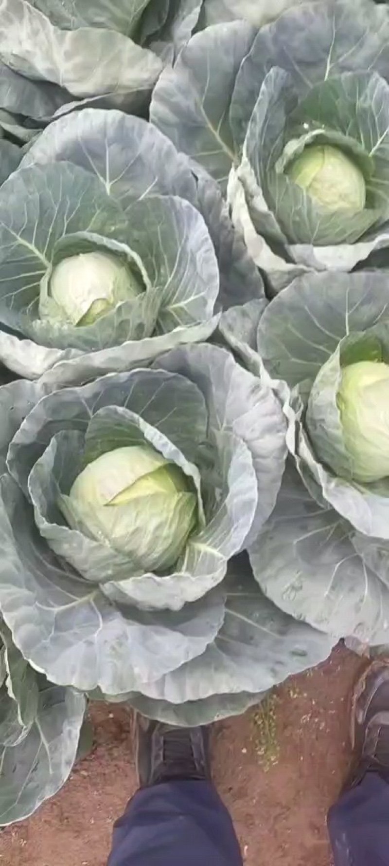 精品中甘甘蓝大量有货走市场，加工厂量大从优