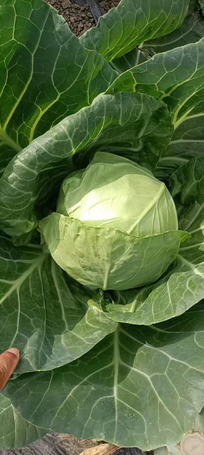 精品中甘甘蓝大量有货走市场，加工厂量大从优