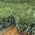 香橙头沃柑杯苗，砂糖橘杯苗，正宗广西沃柑苗无病虫灾