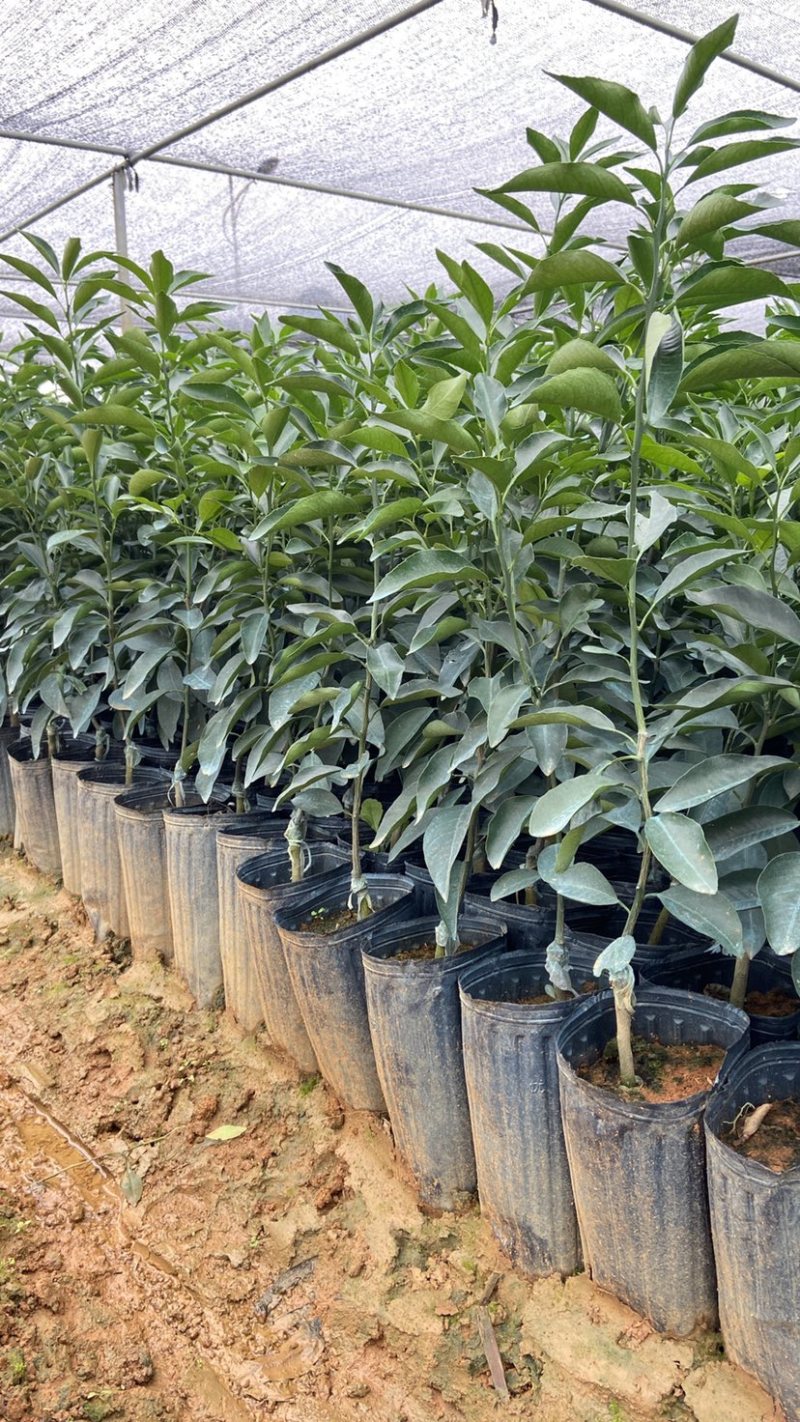 香橙头沃柑杯苗，砂糖橘杯苗，正宗广西沃柑苗无病虫灾