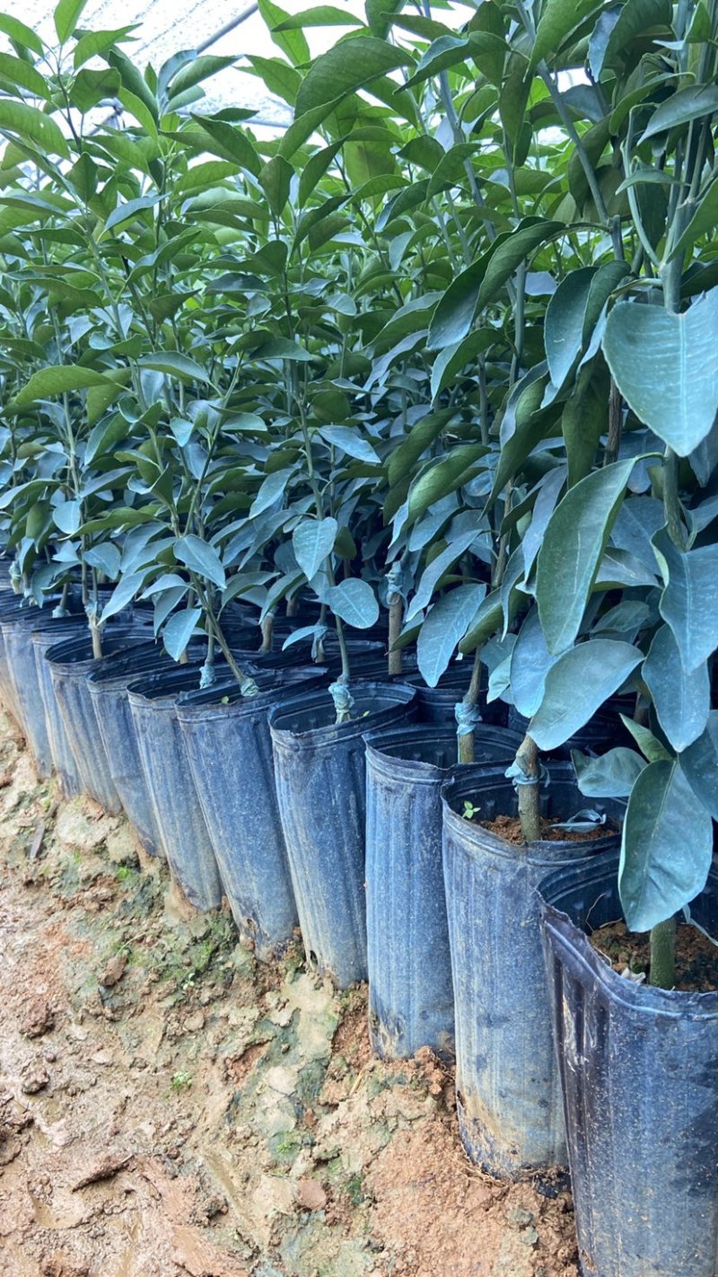 香橙头沃柑杯苗，砂糖橘杯苗，正宗广西沃柑苗无病虫灾