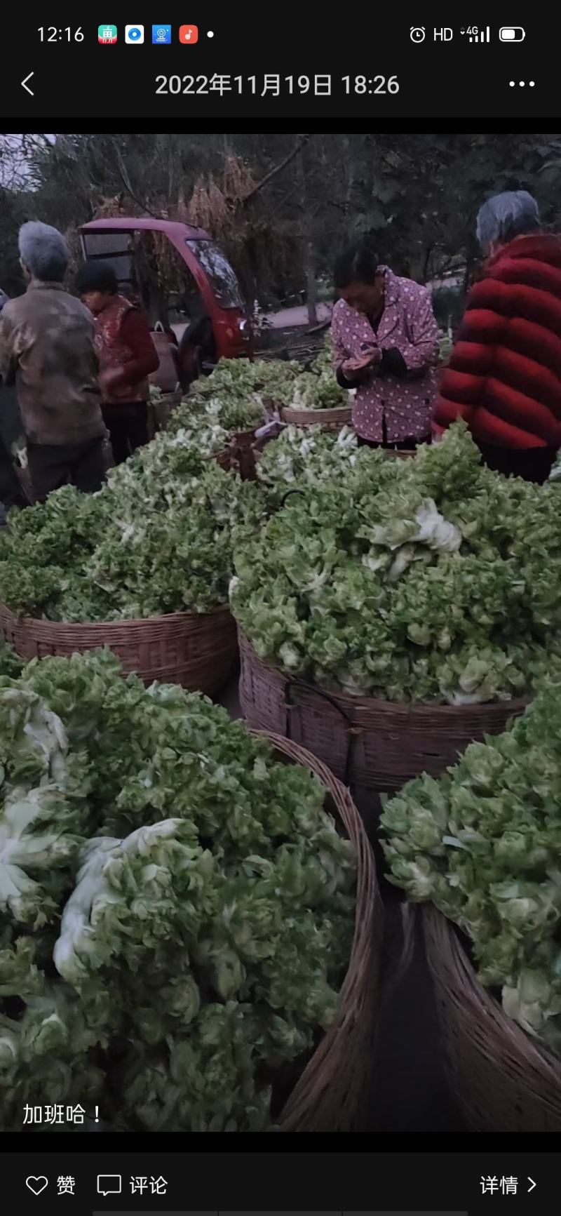 儿菜，娃娃菜