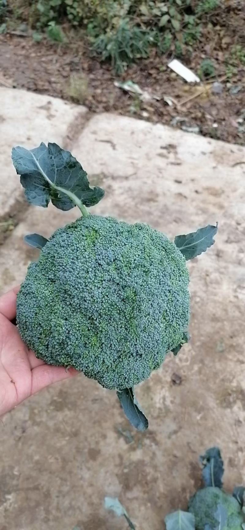 耐寒优秀西兰花0.8~1.2斤诚天下各位朋友的承蒙厚爱