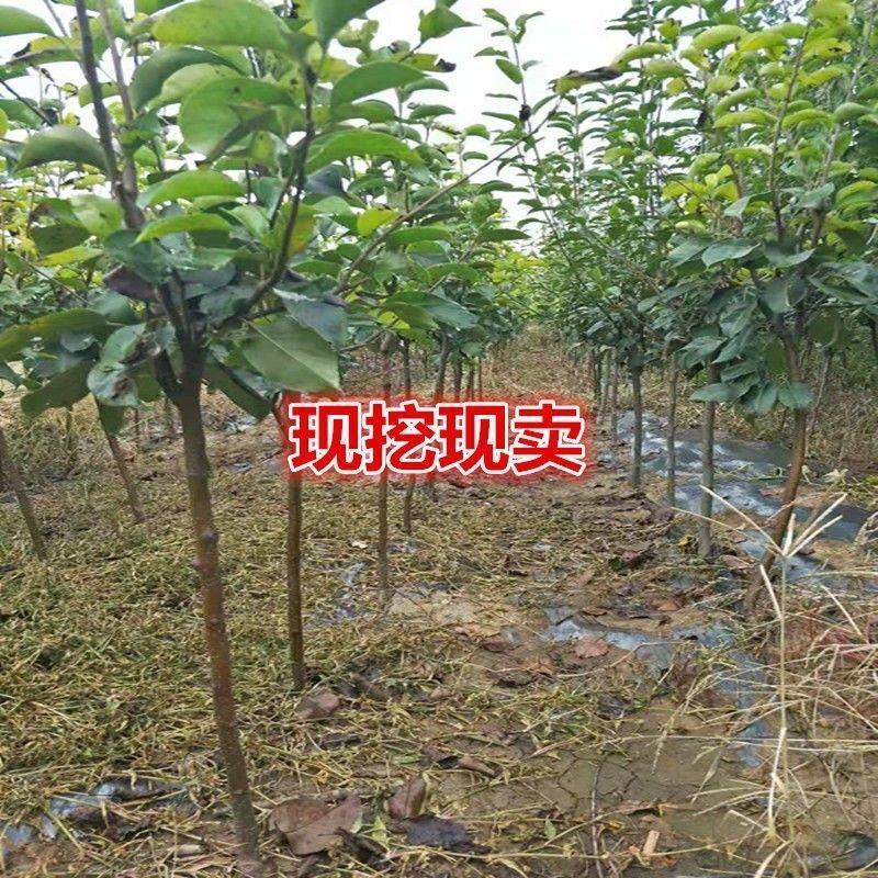 【推荐】秋月梨树苗大量供应品质保证现挖现发一手货