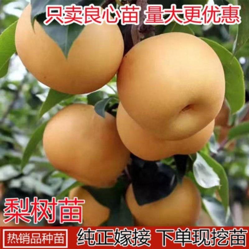 【推荐】秋月梨树苗大量供应品质保证现挖现发一手货