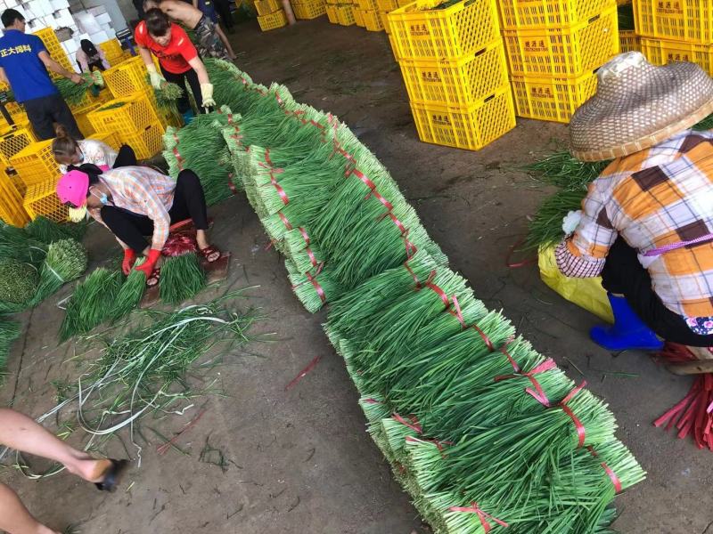 徐闻大叶韭菜品质保证专业对接市场，工厂产地现割现发