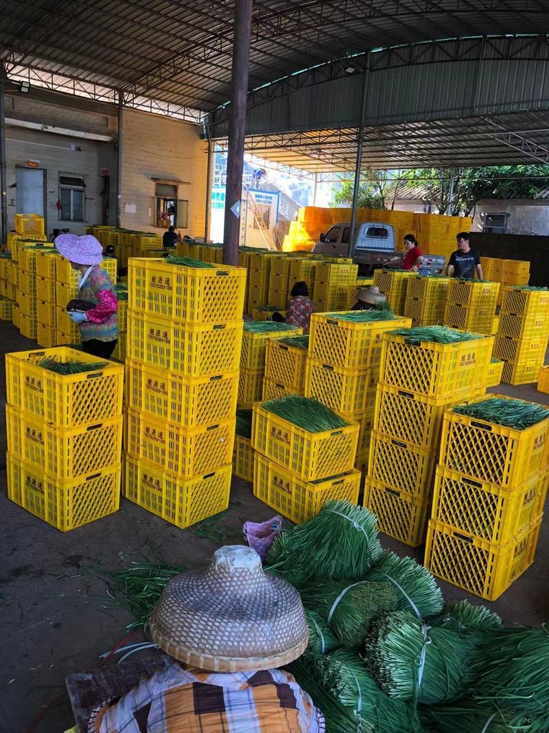 《精品大叶韭菜》一手货源大量上市产地直发全国发货