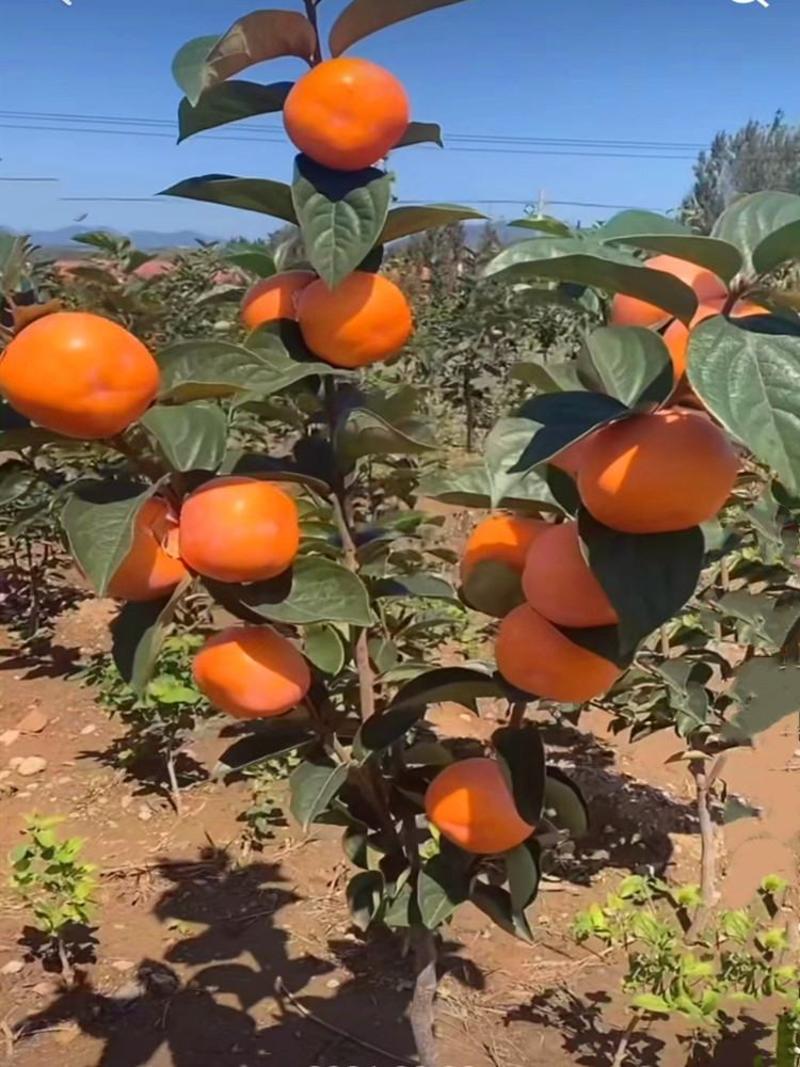 【精选】精品甜脆柿子树苗大量供应可盆栽代发全国耐寒
