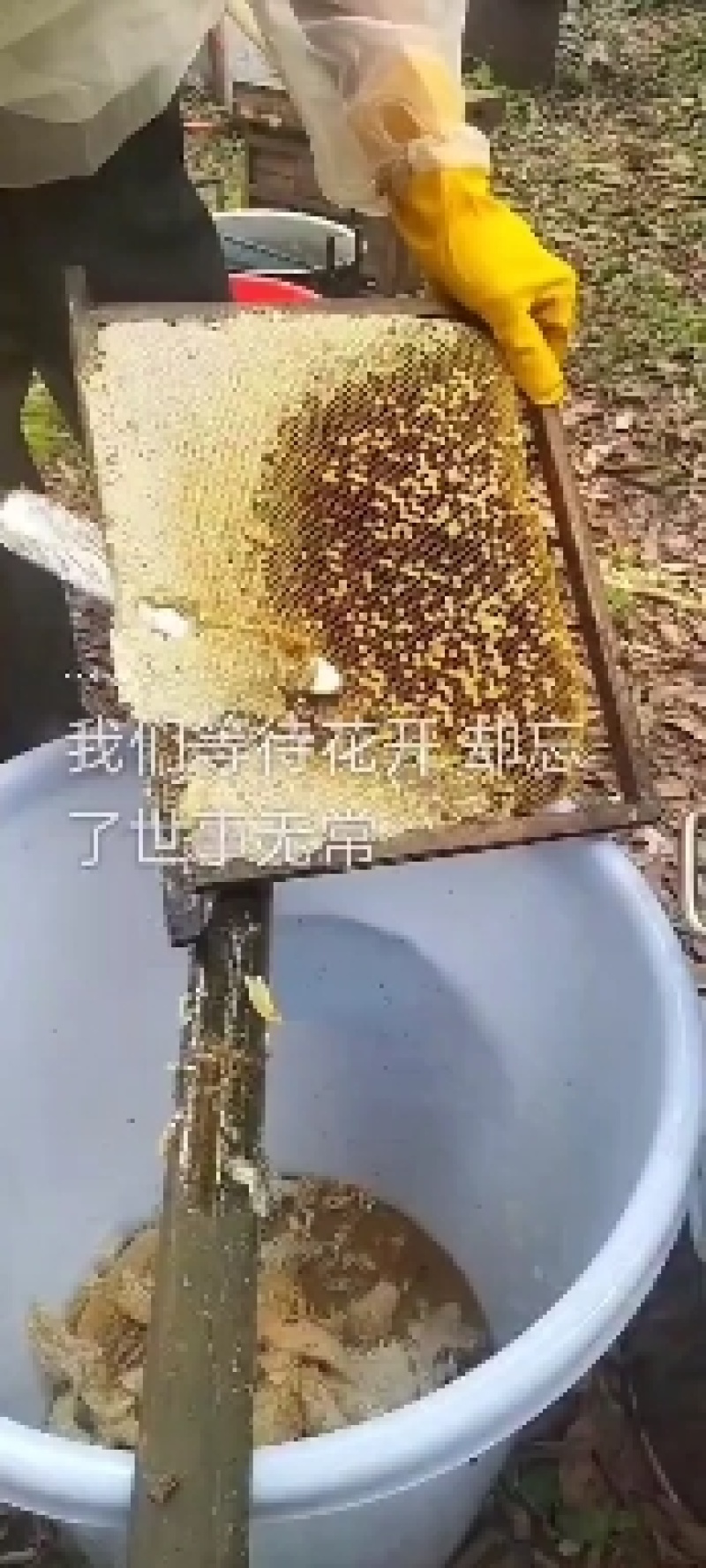 天然土蜂蜜/保真价格便宜欢迎来电价格商议
