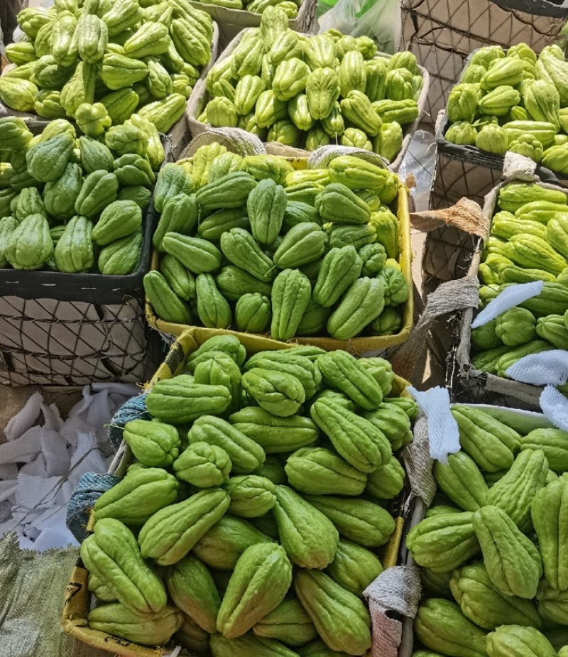 贵州佛手瓜基地种植大量供应对接全国各地