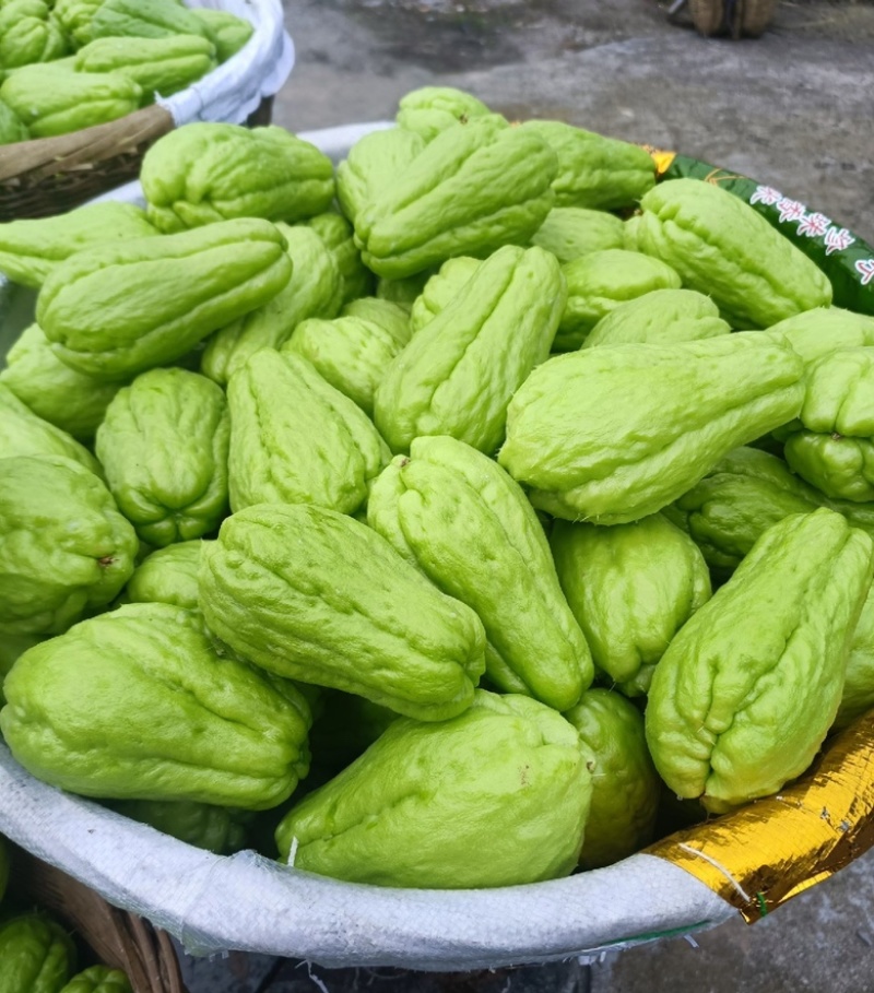 贵州佛手瓜基地种植大量供应对接全国各地
