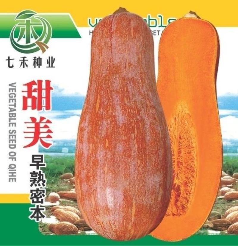 蜜本南瓜种子甜罐早熟果型好味甜面产量高香甜面好吃