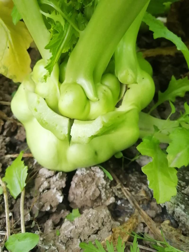 农副产品榨菜，自产自销