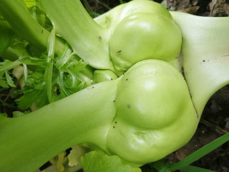 农副产品榨菜，自产自销