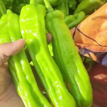 苏椒