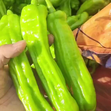 苏椒