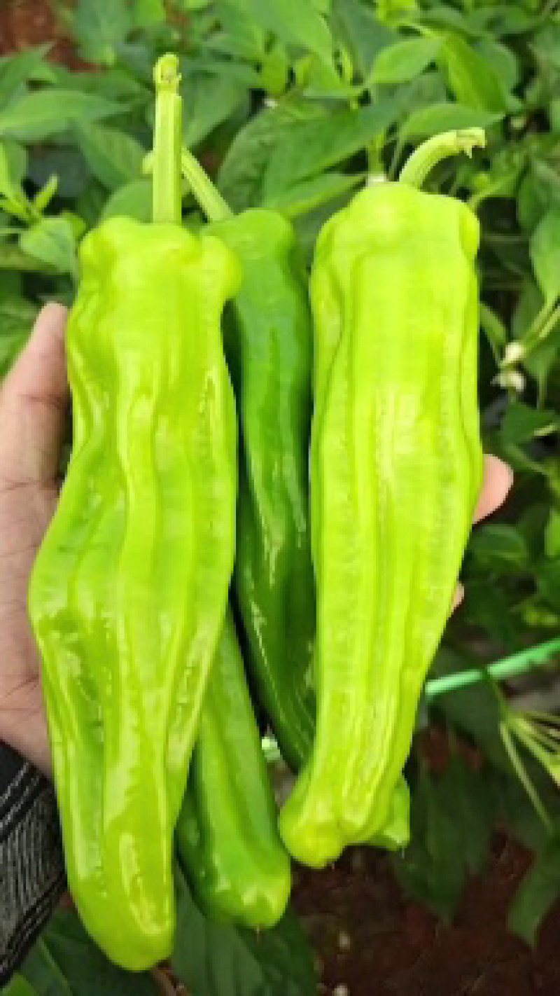 苏椒