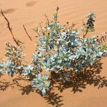 批发灌木种子沙冬青种子蒙古黄花木固沙保土沙生植物种籽