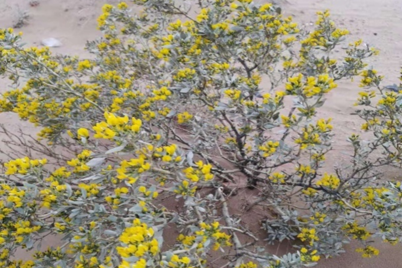 批发灌木种子沙冬青种子蒙古黄花木固沙保土沙生植物种籽