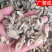 白芨白及紫花三叉白芨个子切片统货选货中药材批发